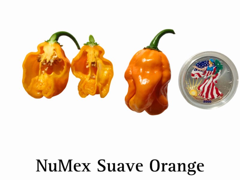 NuMex Suave Orange Mild Pepper Seeds