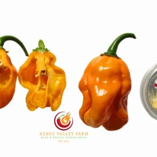 NuMex Suave Orange Pepper
