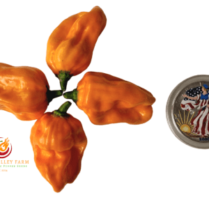 NuMex Suave Orange Pepper