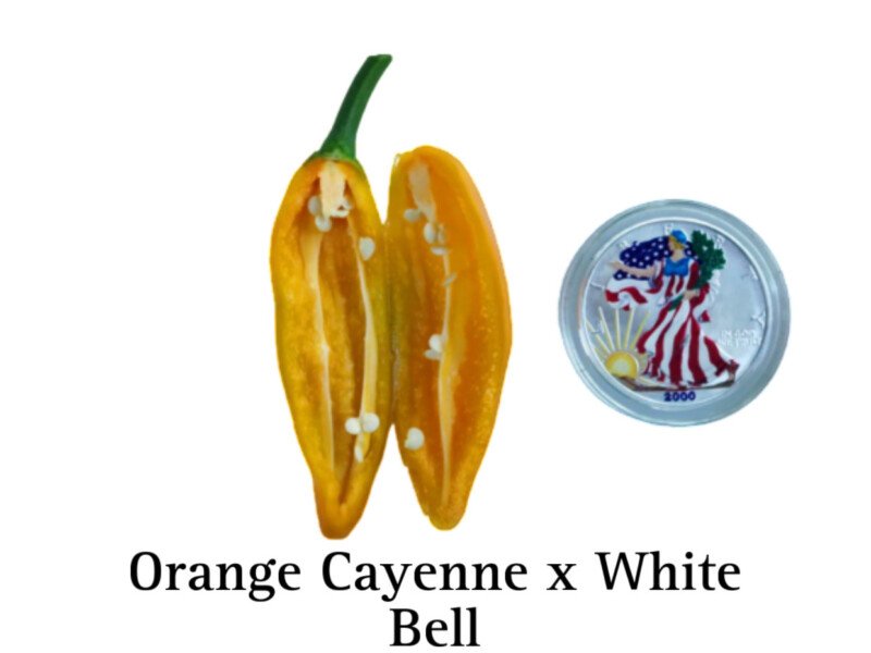 Orange Cayenne x White Bell Pepper