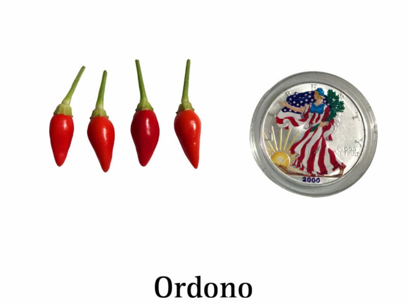 Ordono Pepper