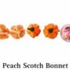 Peach Scotch Bonnet Pepper