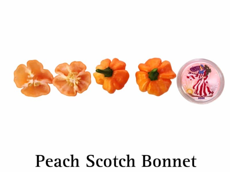 Peach Scotch Bonnet Pepper