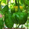 Peach Scotch Bonnet Pepper