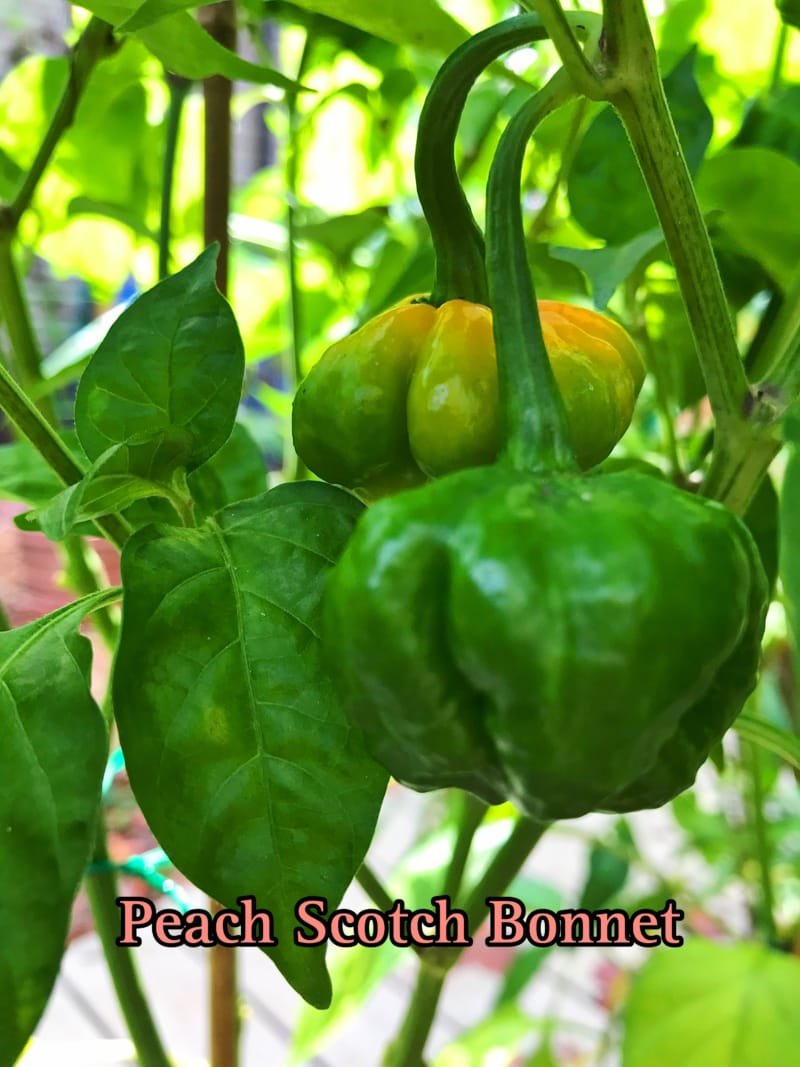 Peach Scotch Bonnet Pepper