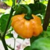 Peach Scotch Bonnet Pepper