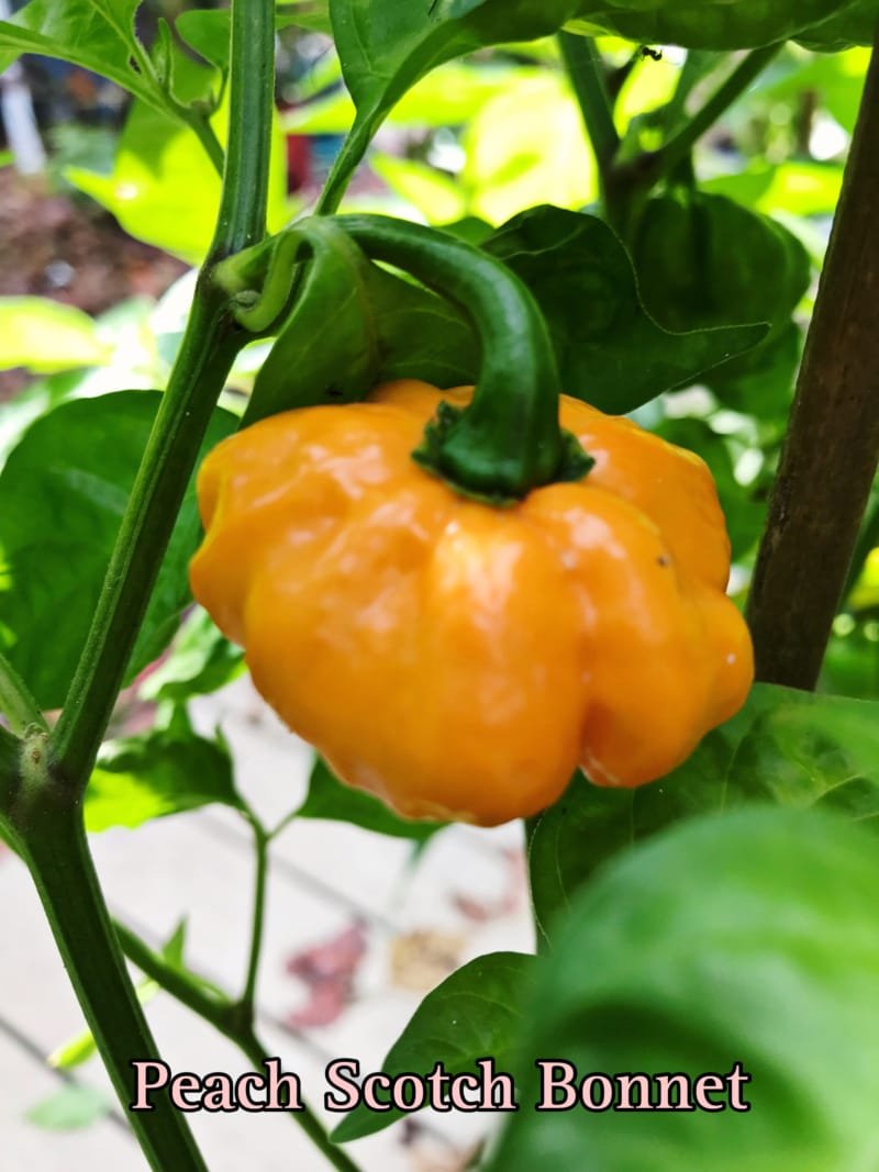 Peach Scotch Bonnet Pepper