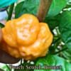 Peach Scotch Bonnet Pepper