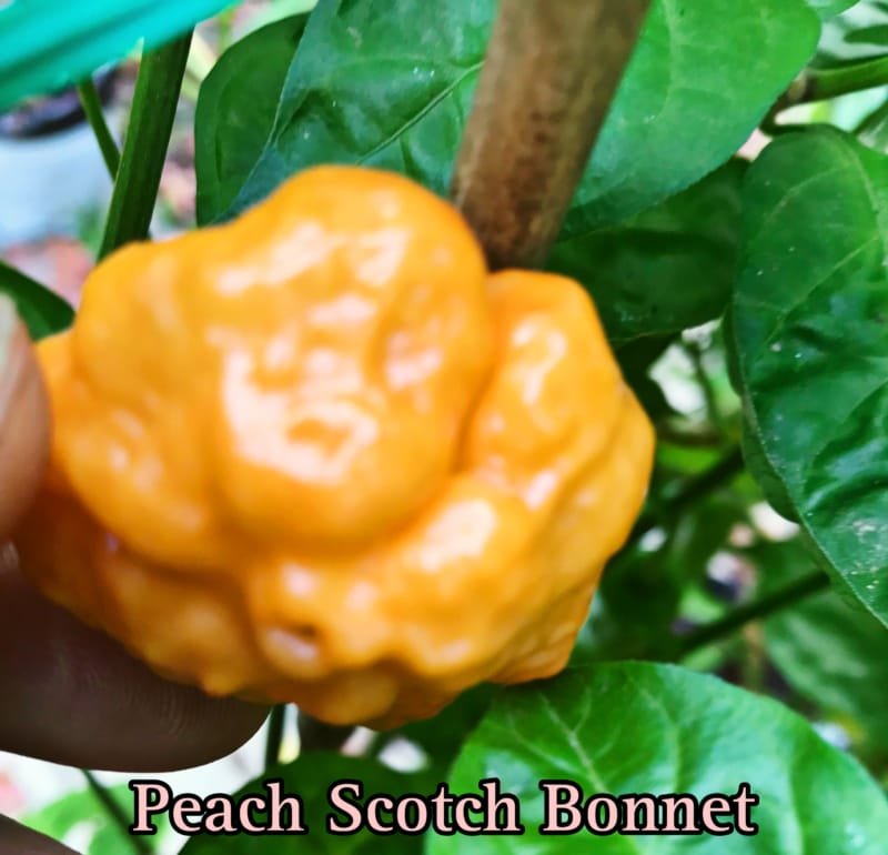 Peach Scotch Bonnet Pepper