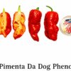 Pimenta da Dog Pheno Pepper