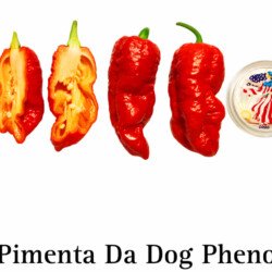 Pimenta da Dog Pheno Pepper