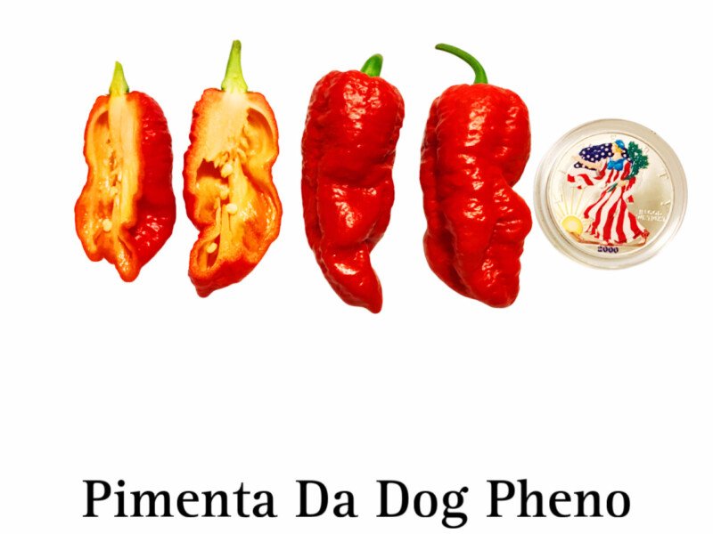 Pimenta da Dog Pheno Pepper