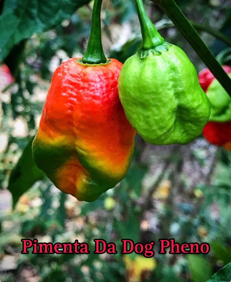 Pimenta Da Dog (Off Pheno) Pepper - Image 3