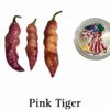 Pink Tiger Pepper