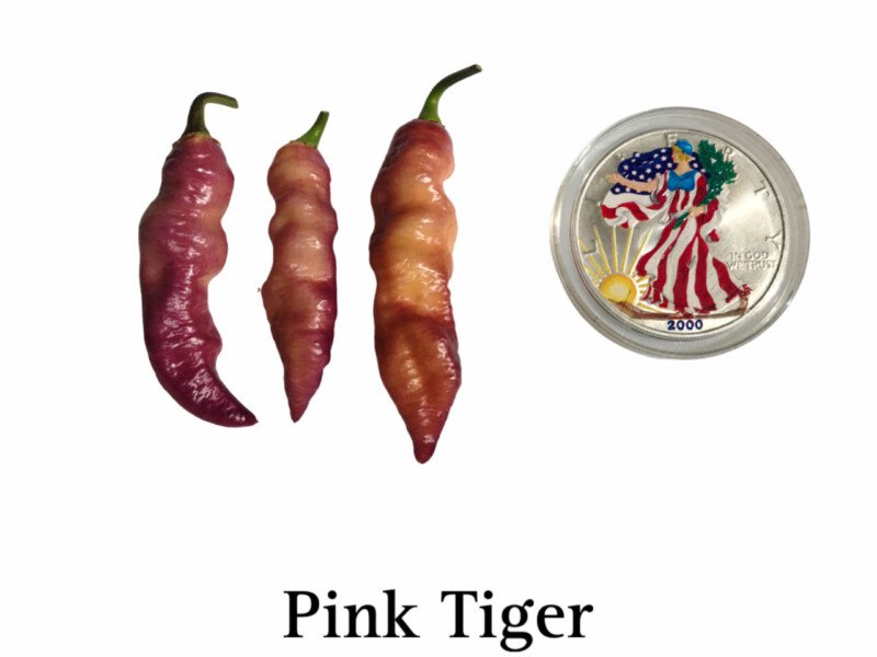 Pink Tiger Pepper