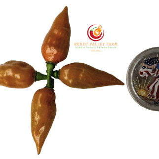 Pointed Mustard Habanero Pepper