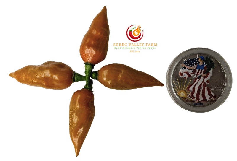 Pointed Mustard Habanero Pepper