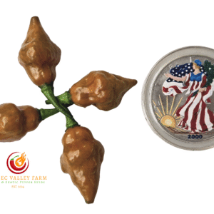 Pointed Mustard Habanero Pepper