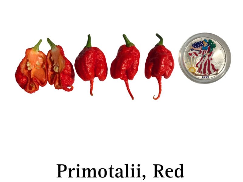 Red Primotalii Pepper