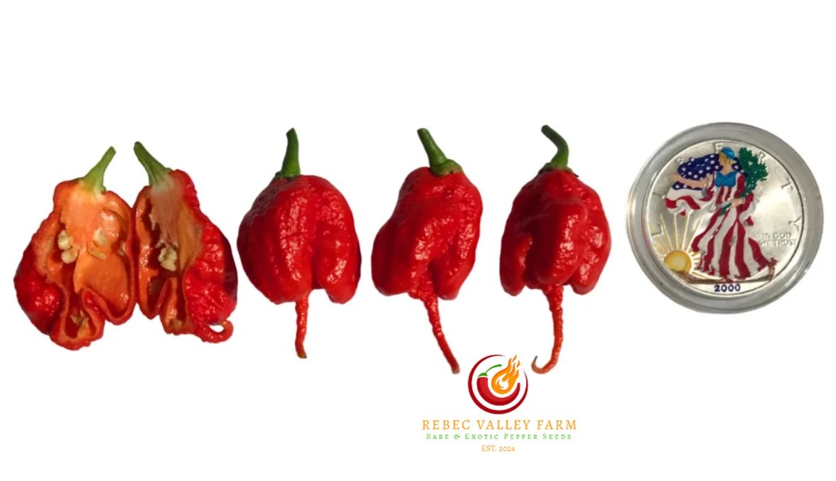 Red Primotalii Pepper