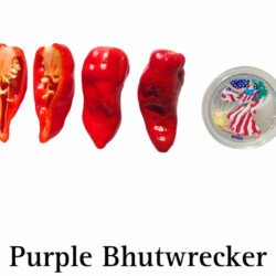 Purple Bhutwrecker Pepper