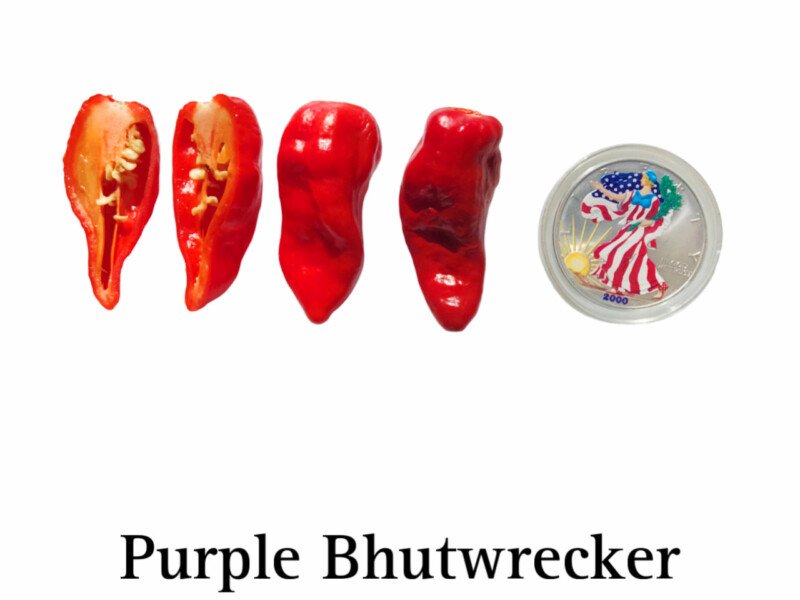 Purple Bhutwrecker Pepper