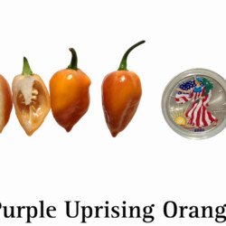 Purple Uprising Orange Hot Pepper