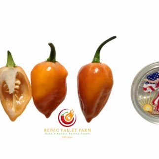 Purple Uprising Orange Pepper