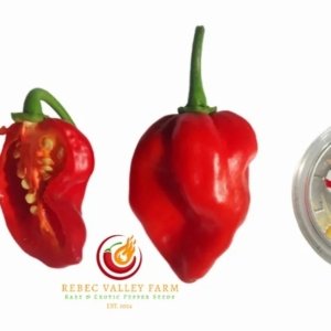 Red Savina Habanero Pepper