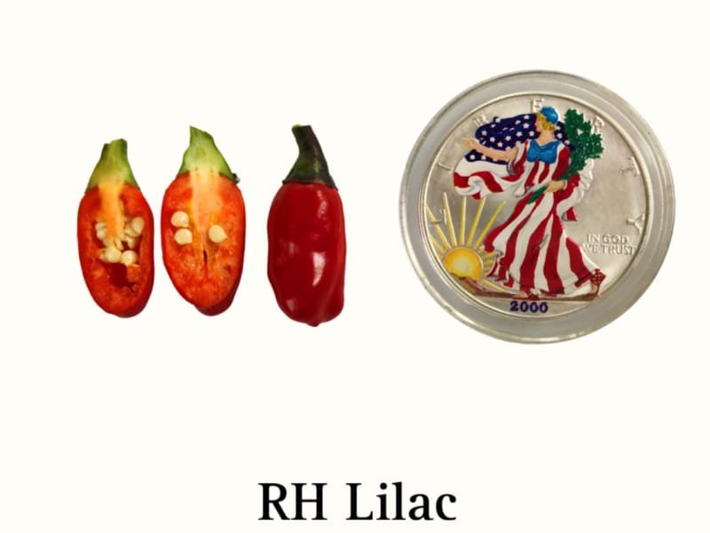 RH Lilac Variegated Hot Pepper Seeds