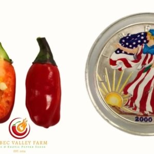 RH Lilac Variegated Pepper