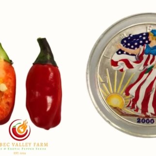 RH Lilac Variegated Pepper