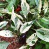 RH Lilac Pepper