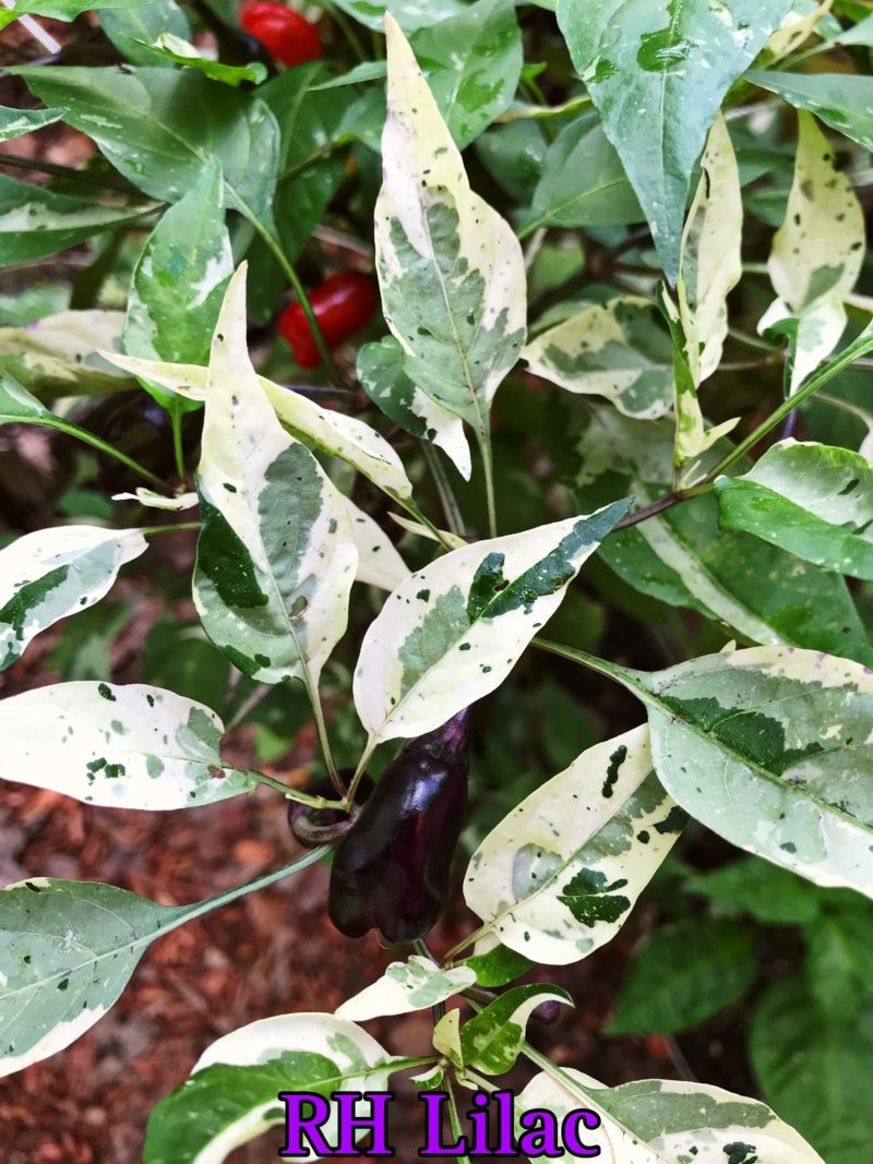 RH Lilac Pepper