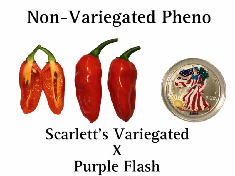 Scarlett's Non-Variegated x Purple Flash Pepper