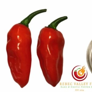 Scarlett's Non-Variegated x Purple Flash Pepper