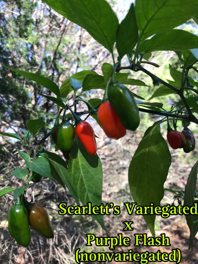 Scarlett's Non-Variegated x Purple Flash Pepper - Image 2