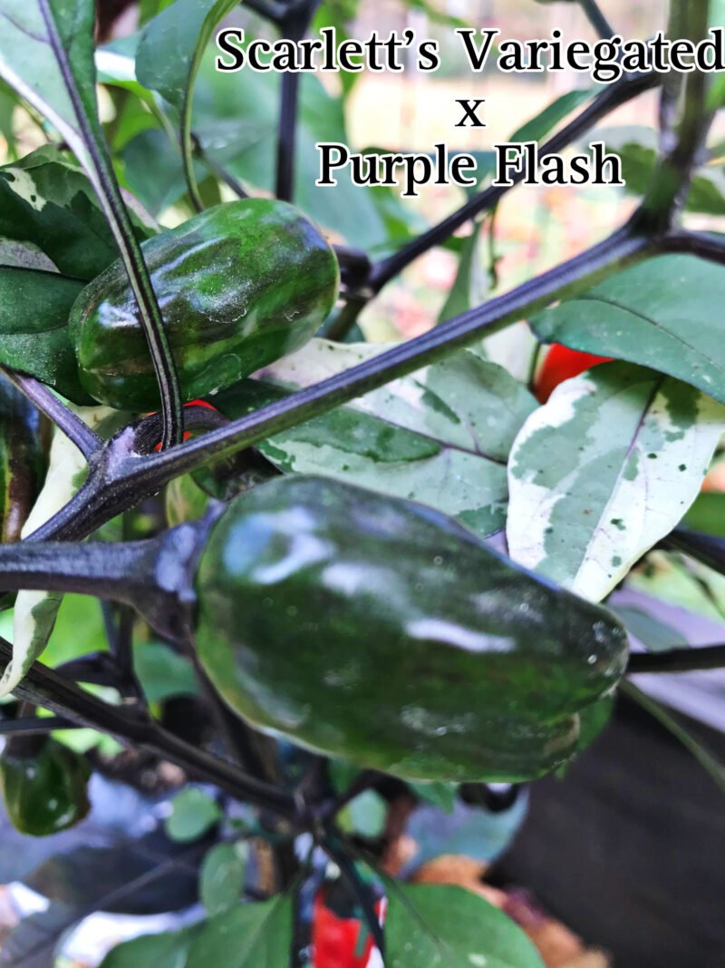 Scarlett's Variegated x Purple Flash Pepper - Image 2