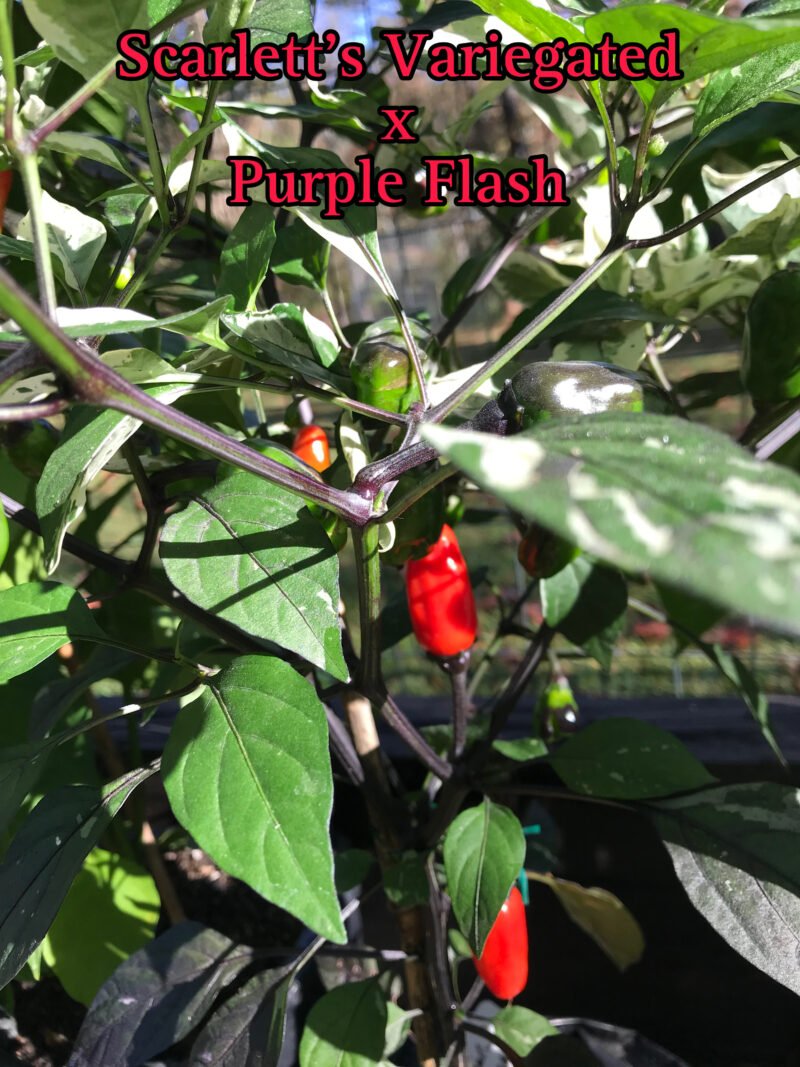 Scarlett's Variegated x Purple Flash Pepper - Image 3