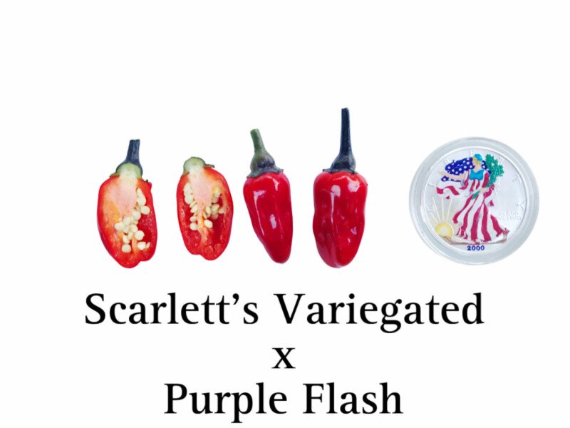 Scarlett's Variegated x Purple Flash Pepper