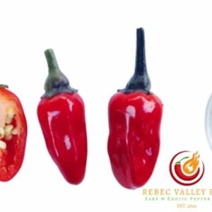 Scarlett's Variegated x Purple Flash Pepper