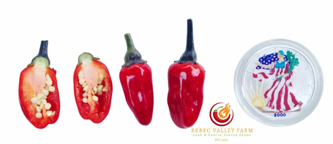 Scarlett's Variegated x Purple Flash Pepper