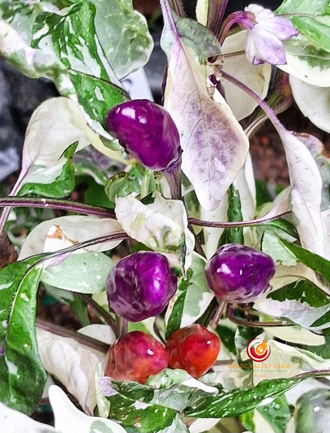 UFO Fluorescent Variegated Pepper - Image 3