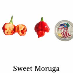 Sweet Moruga Pepper