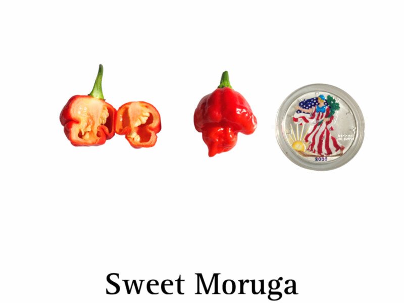 Sweet Moruga Pepper