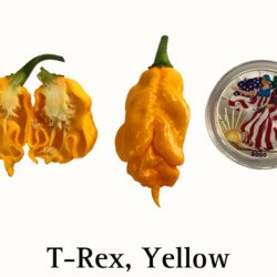 T-Rex Yellow Pepper