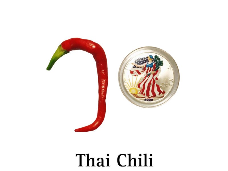 Thai Chili Pepper