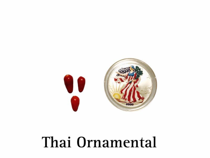 Thai Ornamental Pepper