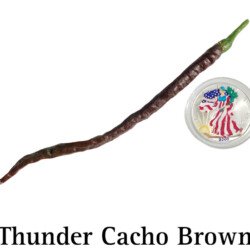 Thunder Cacho Brown Hot Pepper