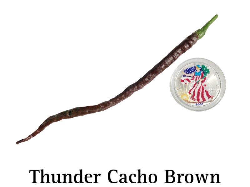 Thunder Cacho Brown Hot Pepper